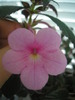 Peach Blossom