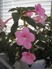 Peach Blossom