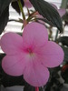 Peach Blossom