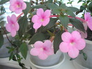 Peach Blossom