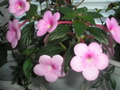Peach Blossom