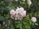 Aspirin Rose