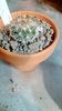 T. horripilus