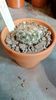 T. horripilus