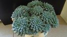 Echeveria setosa v. deminuta