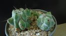 Stenocereus beneckei f. inermis
