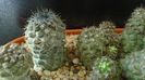 Copiapoa taltalensis = Copiapoa montana