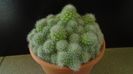 Rebutia cv. sunrise