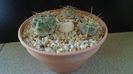 Grup de 3 Gymnocalycium