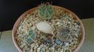 Grup de 3 Gymnocalycium