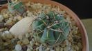 Gymnocacalycium gibbosum