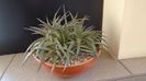Dyckia