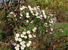 chrysanthemum Julia