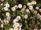 chrysanthemum Julia