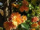 chrysanthemum Kleiner Bernstein