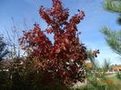 quercus rubra