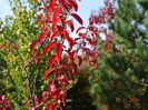 spiraea prunifolia Plena