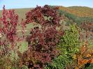 cotinus coggyria Royal Purple, prunus Royal Burgundy