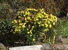 chrysanthemum Nantyderry Sunshine