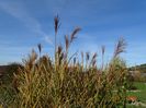 miscanthus sinensis Zebrinus