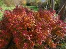 berberis Admiration