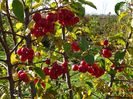 malus Red Sentinel