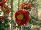 chrysanthemum Fellbacher Wein