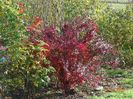 berberis Orange Rocket