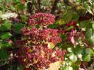 sedum Autumn Joy