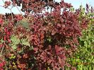 cotinus coggyria Royal Purple