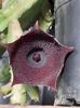 Huernia keniensis v. nairobensis