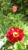 IMG-20190430-WA0010