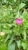 IMG-20190516-WA0003