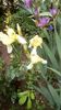 IMG-20190516-WA0013