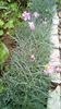 IMG-20190516-WA0017
