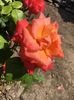 IMG-20190602-WA0020