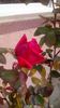 IMG-20191221-WA0003