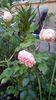 IMG-20200516-WA0007