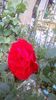 IMG-20200516-WA0010