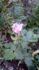 IMG-20200516-WA0014