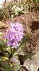 IMG-20200319-WA0006