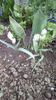 IMG-20200320-WA0015
