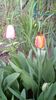 IMG-20200330-WA0023