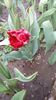 IMG-20200330-WA0036