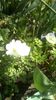 IMG-20200402-WA0010