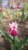 IMG-20200405-WA0022