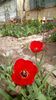 IMG-20200405-WA0028