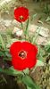 IMG-20200405-WA0030