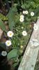 IMG-20200405-WA0034