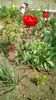 IMG-20200405-WA0046